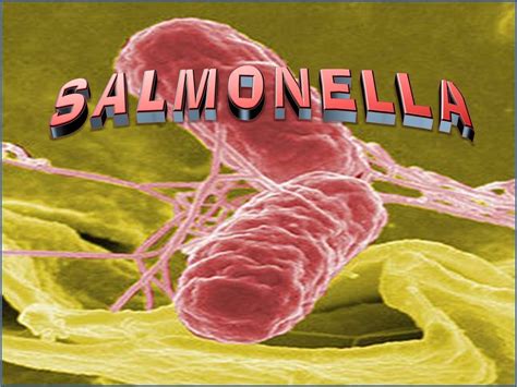 Salmonella .